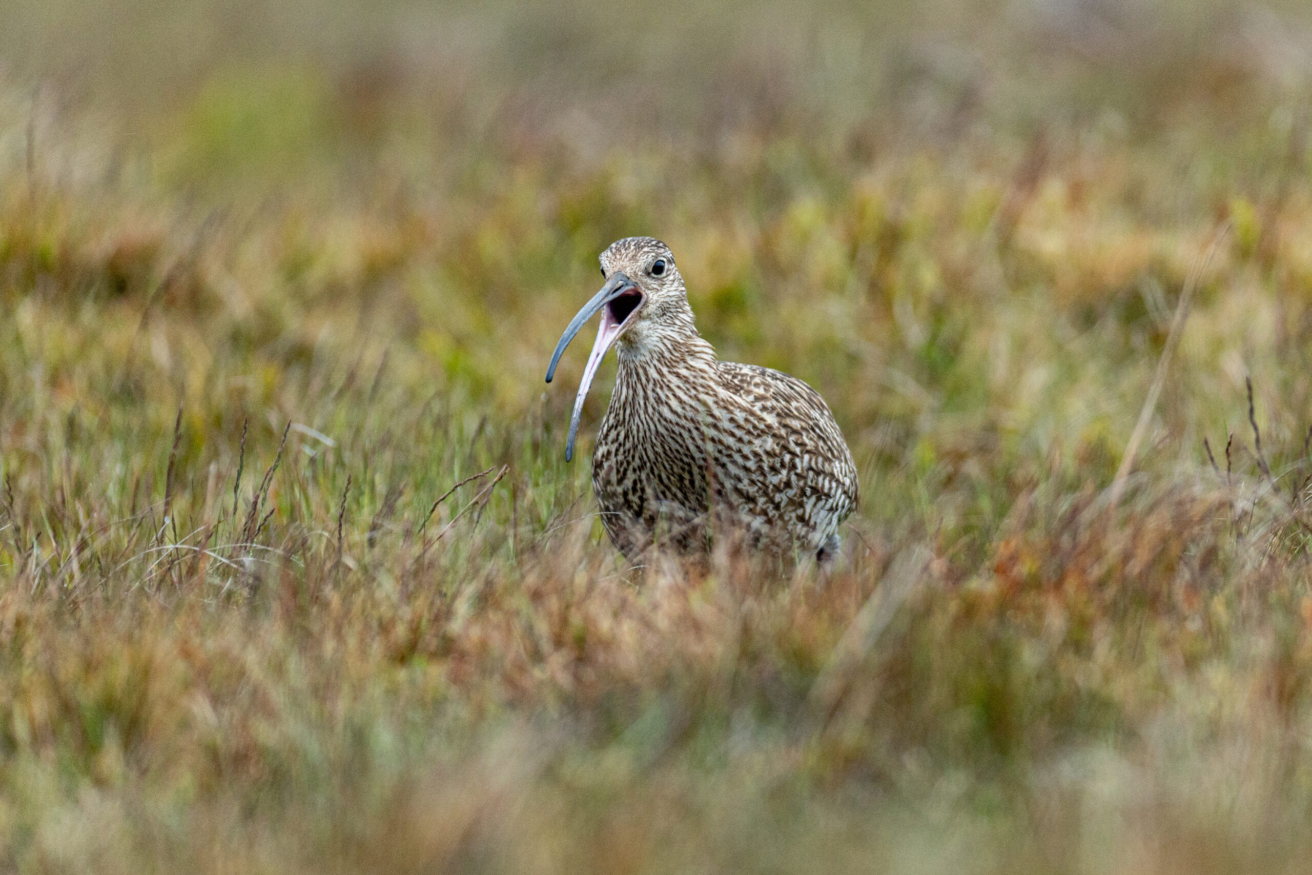 Summer Wildlife Experiences – June