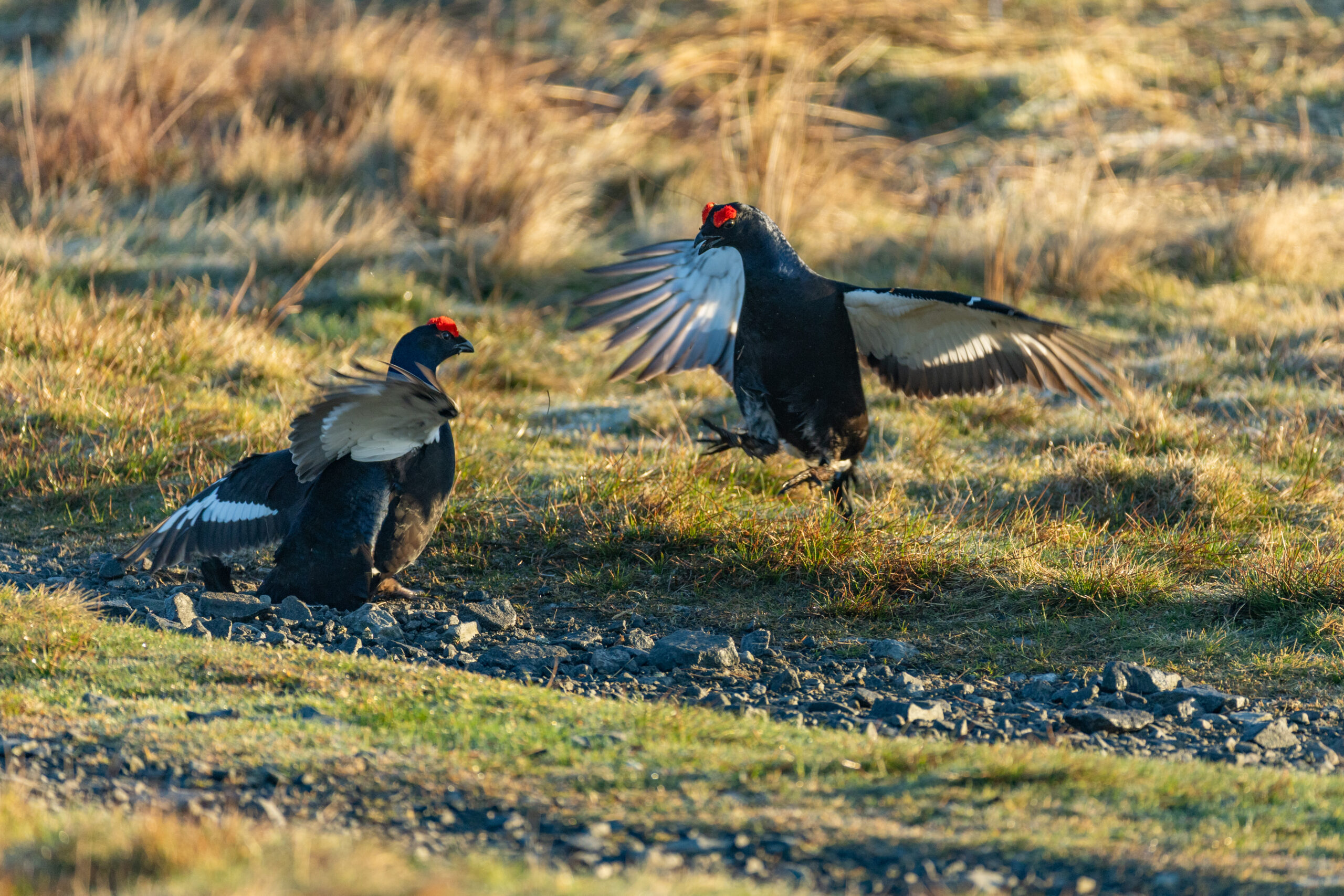 Black Grouse Lekking Experiences
