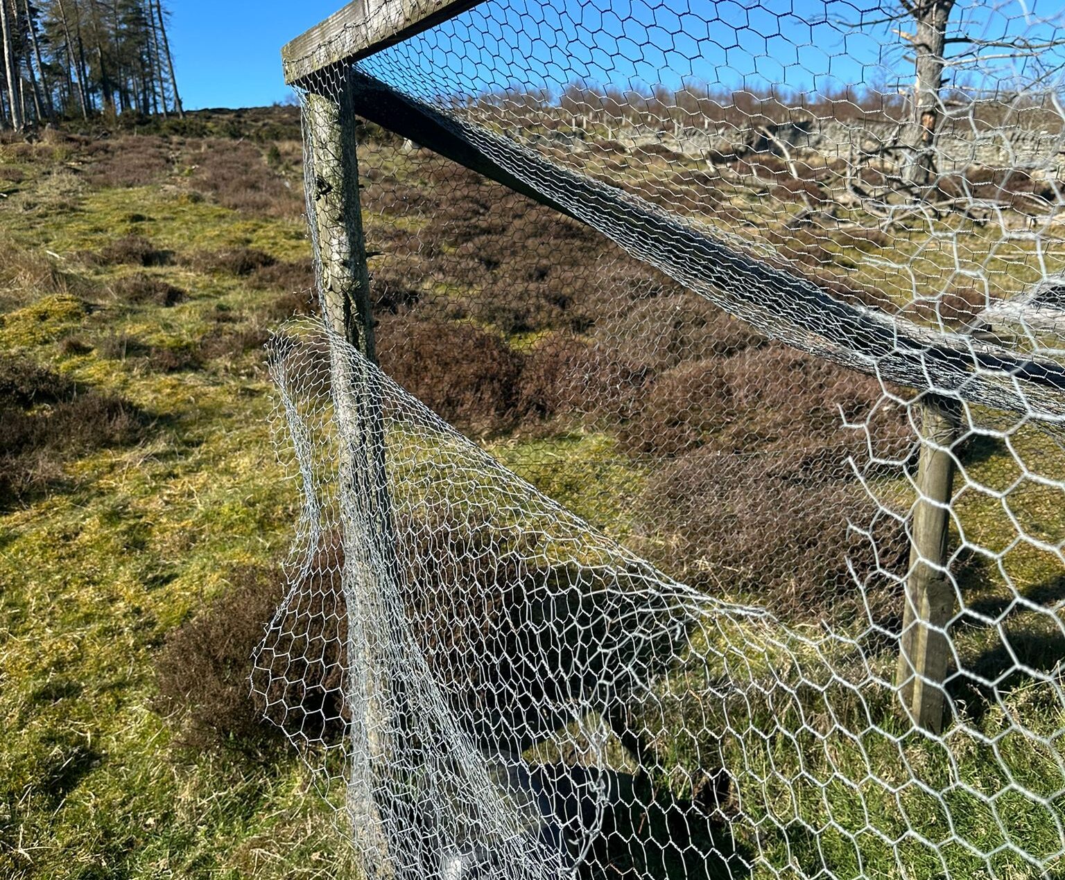 Damage to Larsen Traps on North Pennines Moorland Group Estates